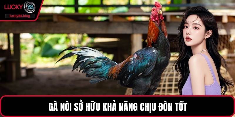 Gà nòi sở hữu khả năng chịu đòn tốt