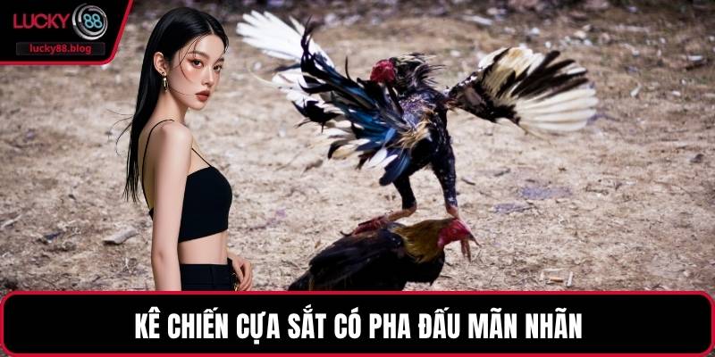 Kê chiến cựa sắt có pha đấu mãn nhãn